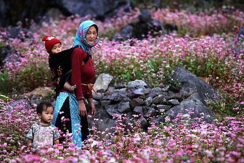 Время цветения гречихи в провинции Хазянг - ảnh 1